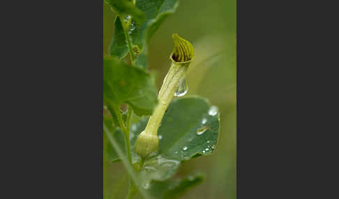 Wenignervige Osterluzei (Aristolochia paucinervis)