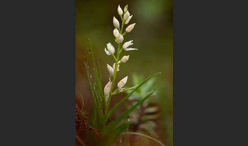 Schwertblättriges Waldvögelein (Cephalanthera longifolia)