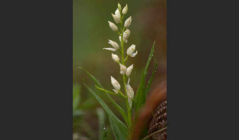 Schwertblättriges Waldvögelein (Cephalanthera longifolia)