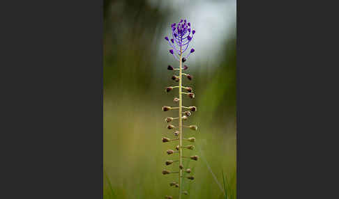 Schopfige Traubenhyazinthe (Muscari comosum)