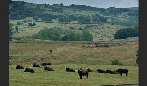 Spanisches Kampfrind (Bos taurus)