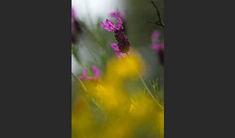 Schopf-Lavendel (Lavandula stoechas)