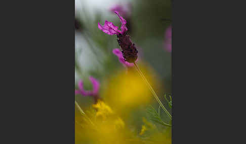 Schopf-Lavendel (Lavandula stoechas)