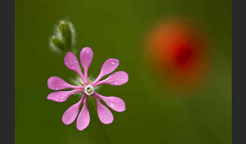 Leimkraut (Silene secundiflora)