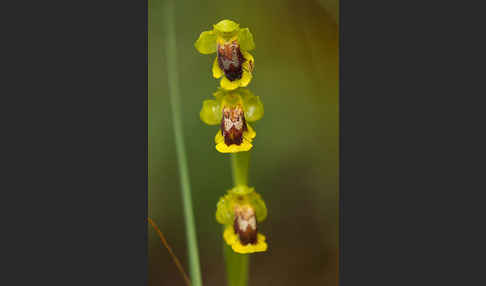 Gelbe Ragwurz (Ophrys lutea)