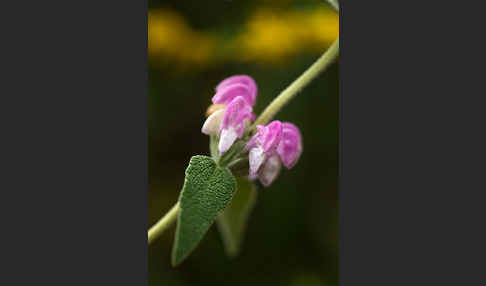 Violetter Brandsalbei (Phlomis purpurea)