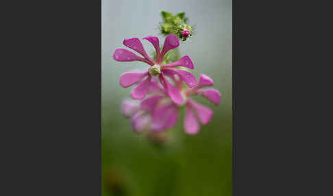 Leimkraut (Silene secundiflora)