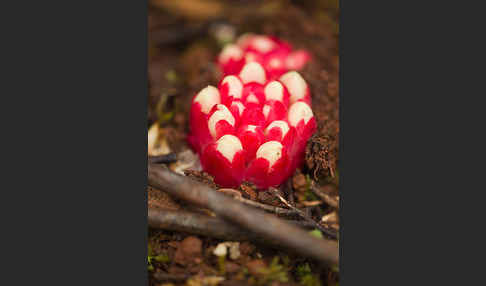 Roter Zistrosenwürger (Cytinus ruber)