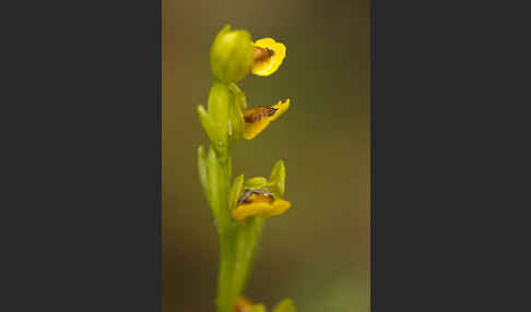 Gelbe Ragwurz (Ophrys lutea)