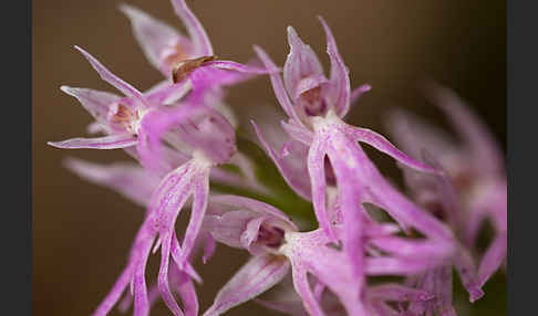 Italienisches Knabenkraut (Orchis italica)