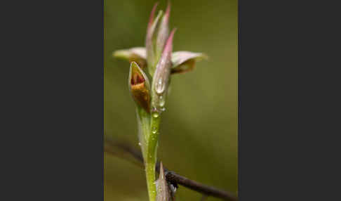 Kleinblütiger Zungenstendel (Serapias parviflora)