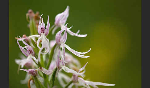 Italienisches Knabenkraut (Orchis italica)