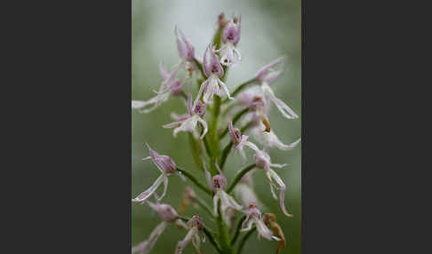 Italienisches Knabenkraut (Orchis italica)