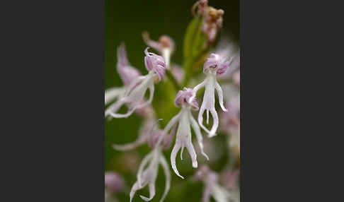 Italienisches Knabenkraut (Orchis italica)