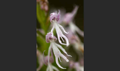 Italienisches Knabenkraut (Orchis italica)