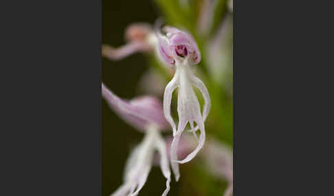 Italienisches Knabenkraut (Orchis italica)