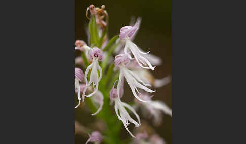 Italienisches Knabenkraut (Orchis italica)