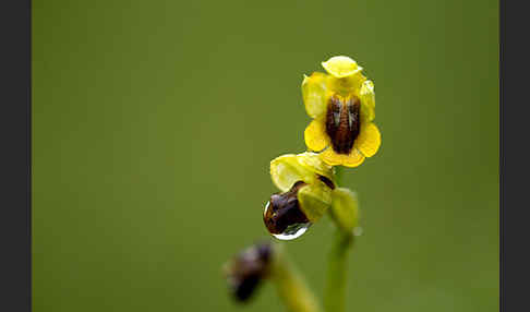 Gelbe Ragwurz (Ophrys lutea)