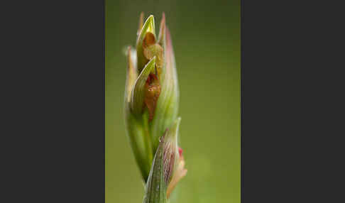 Kleinblütiger Zungenstendel (Serapias parviflora)