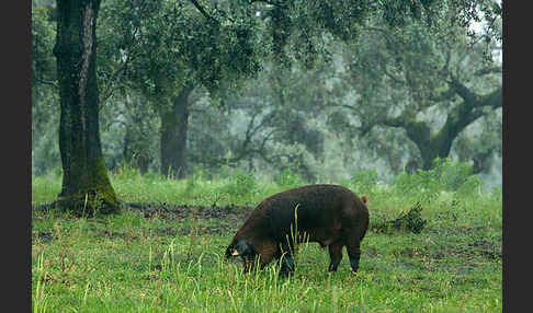 Iberisches Schwein (Cerdo Ibérico)