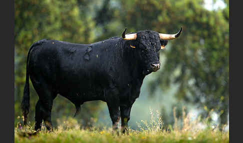 Spanisches Kampfrind (Bos taurus)