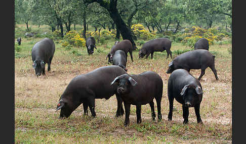 Iberisches Schwein (Cerdo Ibérico)