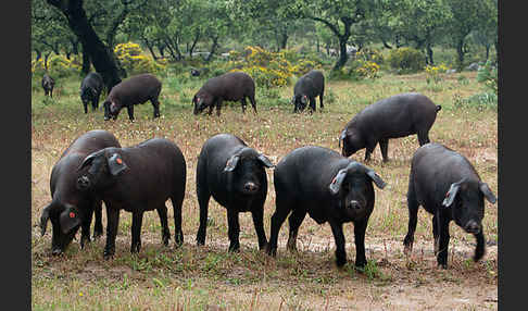 Iberisches Schwein (Cerdo Ibérico)