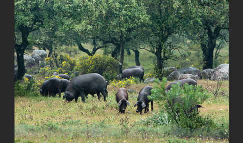 Iberisches Schwein (Cerdo Ibérico)