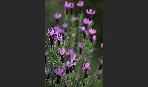 Schopf-Lavendel (Lavandula stoechas)