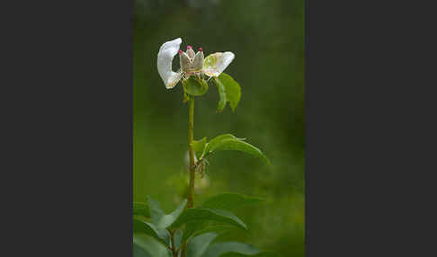 Pfingstrose (Paeonia broteroi)