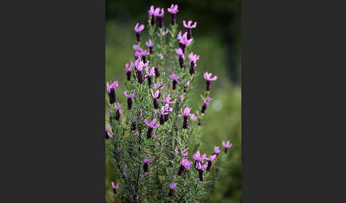 Schopf-Lavendel (Lavandula stoechas)