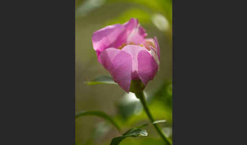 Pfingstrose (Paeonia broteroi)