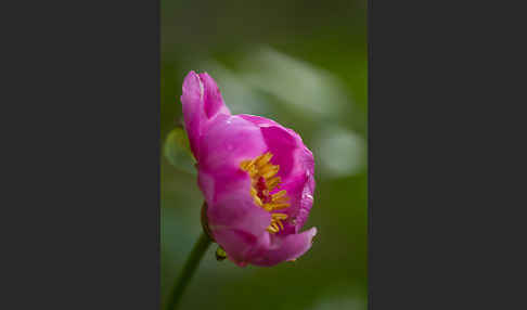 Pfingstrose (Paeonia broteroi)