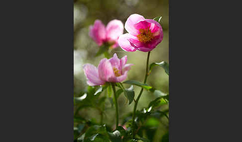 Pfingstrose (Paeonia broteroi)