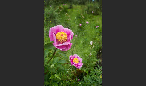 Pfingstrose (Paeonia broteroi)