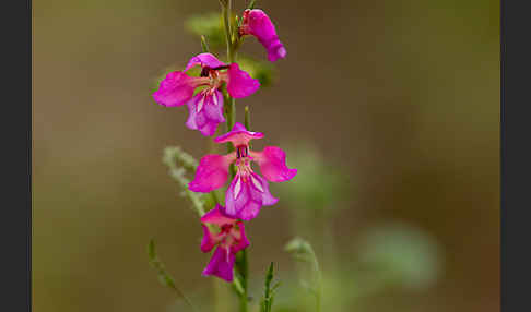 Illyrische Siegwurz (Gladiolus illyricus)