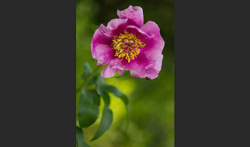 Pfingstrose (Paeonia broteroi)