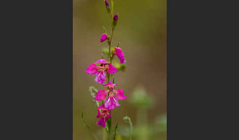 Illyrische Siegwurz (Gladiolus illyricus)