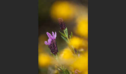 Schopf-Lavendel (Lavandula stoechas)