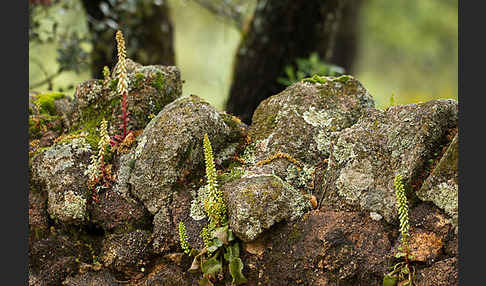 Felsen-Nabelkraut (Umbilicus rupestris)