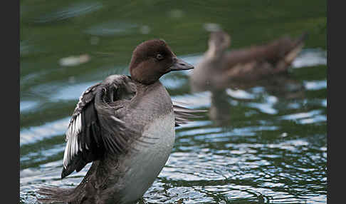 Schellente (Bucephala clangula)