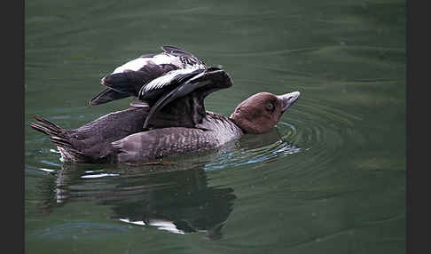 Schellente (Bucephala clangula)