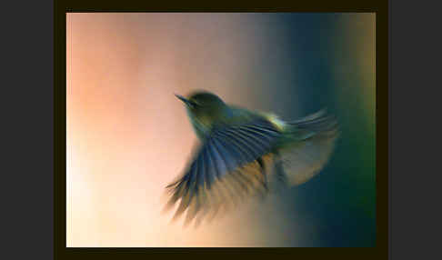 Fitislaubsänger (Phylloscopus trochilus)