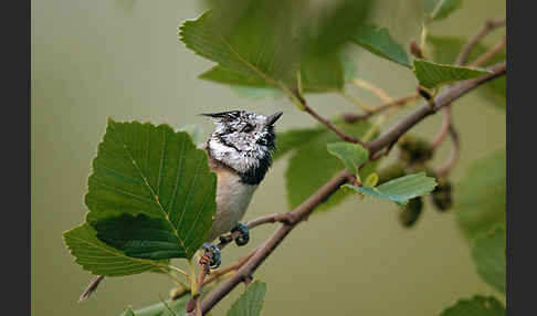 Haubenmeise (Parus cristatus)