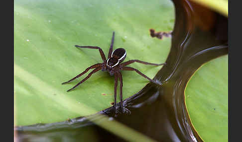 Gerandete Jagdspinne (Dolomedes fimbriatus)