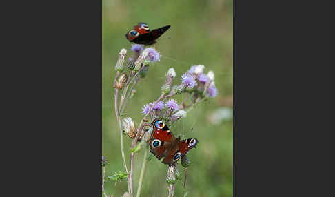 Tagpfauenauge (Inachis io)