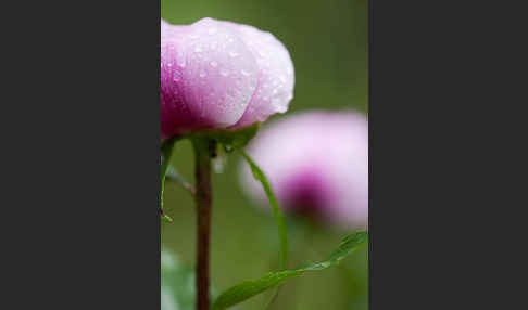 Pfingstrose (Paeonia broteroi)