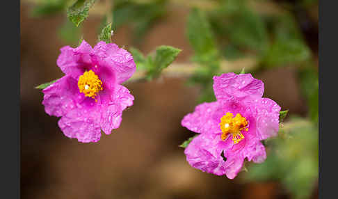 Weißliche Zistrose (Cistus albidus)