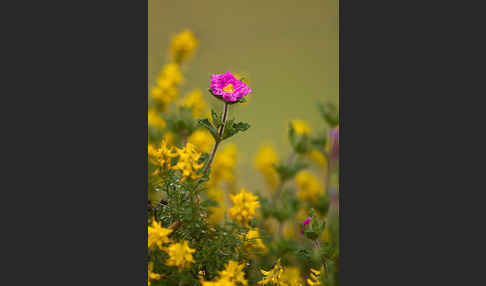 Weißliche Zistrose (Cistus albidus)