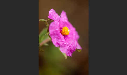 Weißliche Zistrose (Cistus albidus)